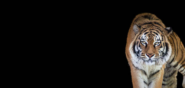 검은 색 배경에 호랑이 초상화, 앞으로 걸어 장엄한 장엄한 자랑 스러운 동물, 판테라 티그리스와 넓은 파노라마 배너 - tiger zoo animal awe 뉴스 사진 이미지