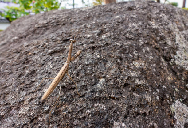 Praying mantises are vital for sustainable ecosystems, acting as natural pest control agents by keeping harmful insect populations in check. Their predatory behavior reduces the need for chemical pesticides, supporting healthier crops and biodiversity. These fascinating insects remind us of nature’s delicate balance and the importance of preserving habitats for a sustainable future.Location: Greater Noida, Uttar Pradesh (India)