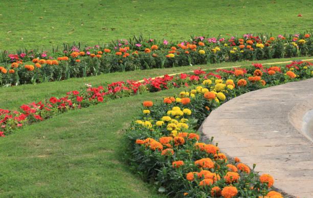 Colorful flowers in Lodi Gardens Colorful flowers blooming in Lodi Gardens, New Delhi, India lodi gardens stock pictures, royalty-free photos & images