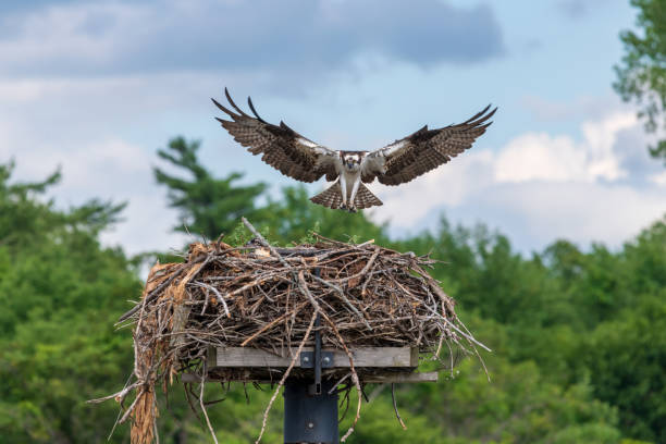 Mother and chicks in osprey nest