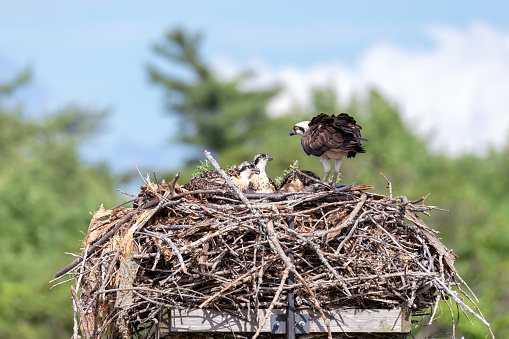 Osprey (Pandion haliaetus) waiting in the nest with her chicks for lunch to arrive