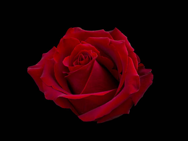 istock Dark red rose is on black background 1308086792