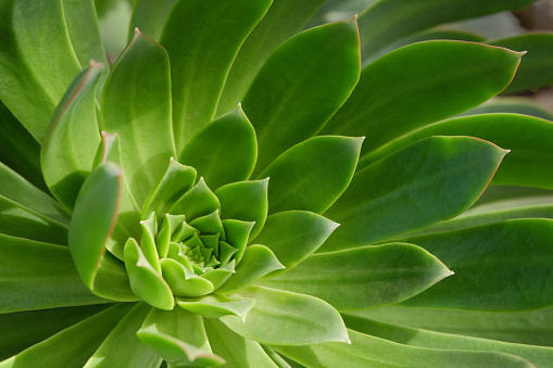 Close-up of a succulent plant