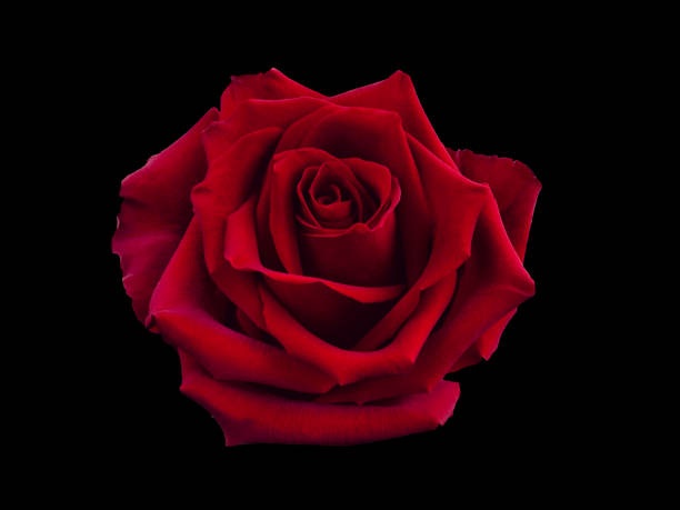 istock Dark red rose is on black background 1308086977