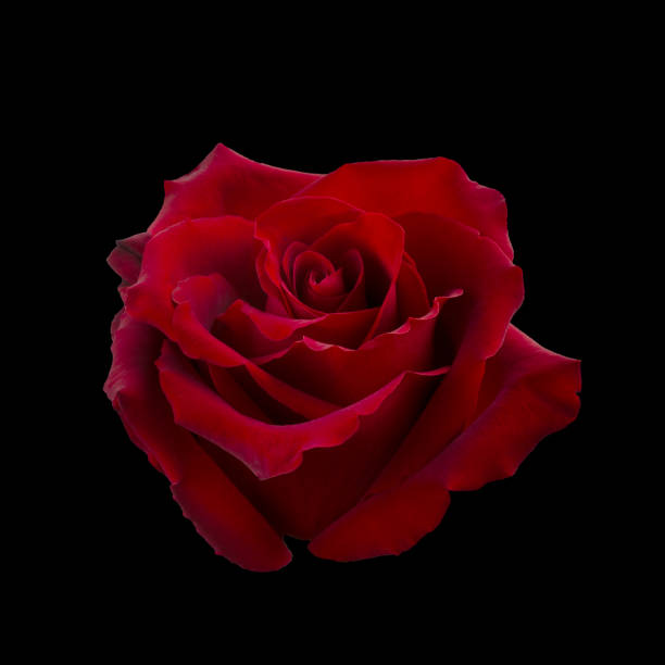 istock Dark red rose is on black background 1308087069