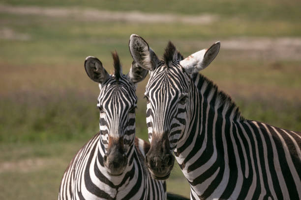 istock Zebra harem in Serengeti 1308088054