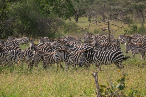 istock Zebra and impala harem in Serengeti 1308088104