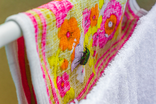 Large green shiny rose beetle on towels landed in Croatia.