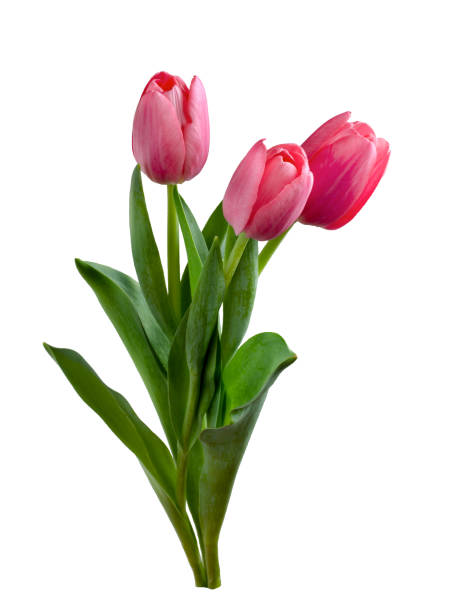 istock Close-up pink tulips isolated on white 1308089059