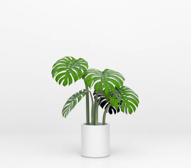 istock Monstera Plant in Pot, Isolated 1308089421