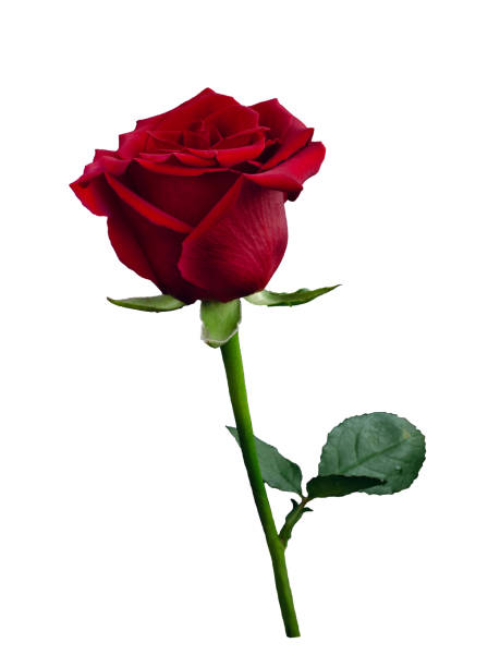 istock Dark red rose with a green leaves 1308089626