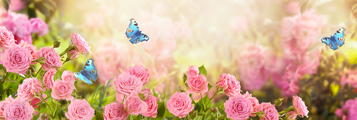 Pink rose flower and flying blue peacock eye butterflies in fabulous blooming spring fantasy garden on blurred sunny light background, mysterious fairy tale summer floral wide panoramic holiday banner