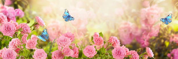 Pink rose flower and flying blue peacock eye butterflies in fabulous blooming spring fantasy garden on blurred sunny light background Pink rose flower and flying blue peacock eye butterflies in fabulous blooming spring fantasy garden on blurred sunny light background, mysterious fairy tale summer floral wide panoramic holiday banner fairy rose stock pictures, royalty-free photos & images