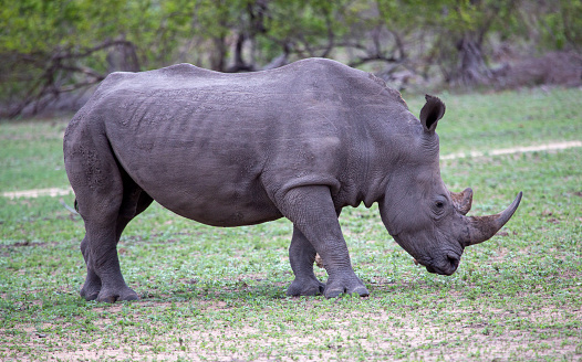 rhinoceros in the national park in South Africa