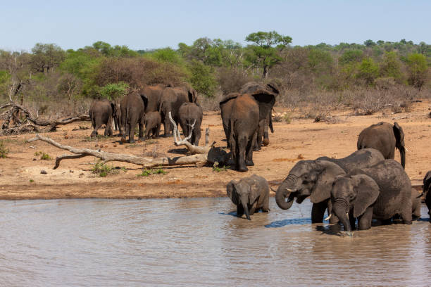 istock Elephants at the Waterhole 1308091516