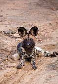 afrikanischer-wildhund.jpg?b=1&s=170x170&k=20&c=UahK3cTilRGXMlQMRfm5RuaP8Gc_f9cDQAoHxqPBSns=