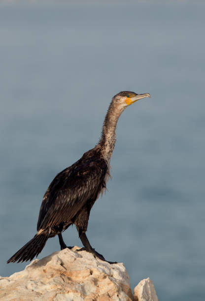 istock Great Cormorant resting on limestone rock 1308091660