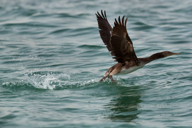 istock Socotra cormorant uplifting from water 1308092681