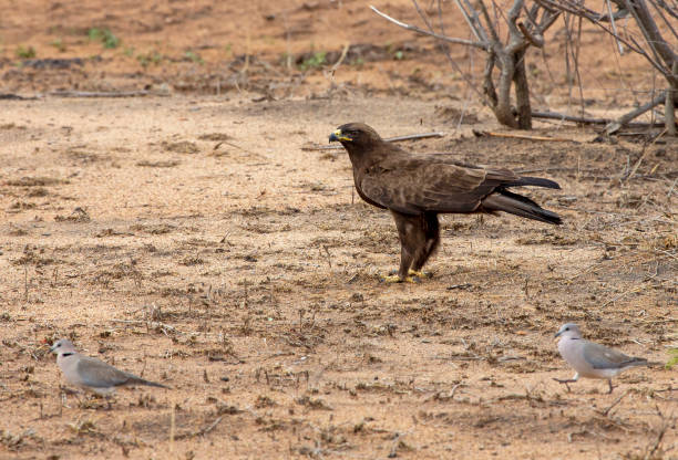 Steppe Eagle Taken at a Private Game Reserve, South Africa steppe eagle aquila nipalensis stock pictures, royalty-free photos & images