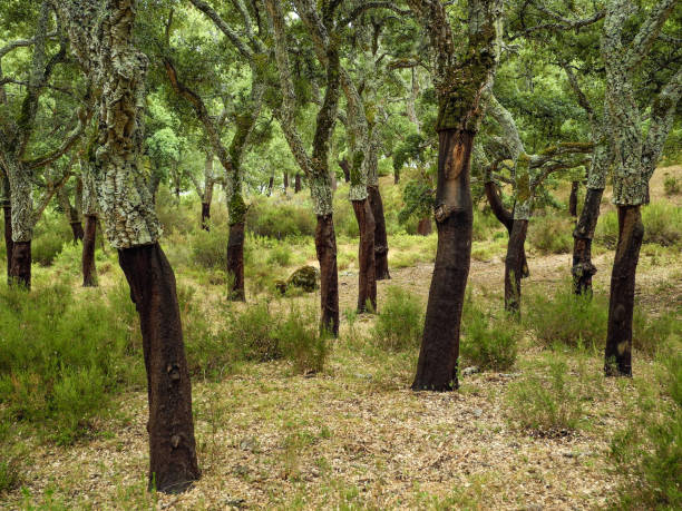 Cork trees, Sierra de Grazalema, Spain