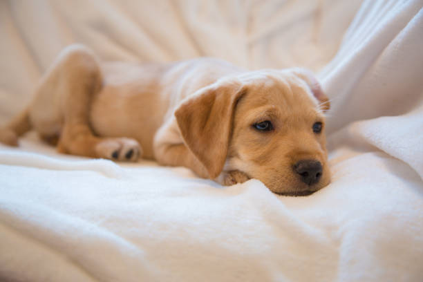istock Puppy lying down on the bed 1308093951