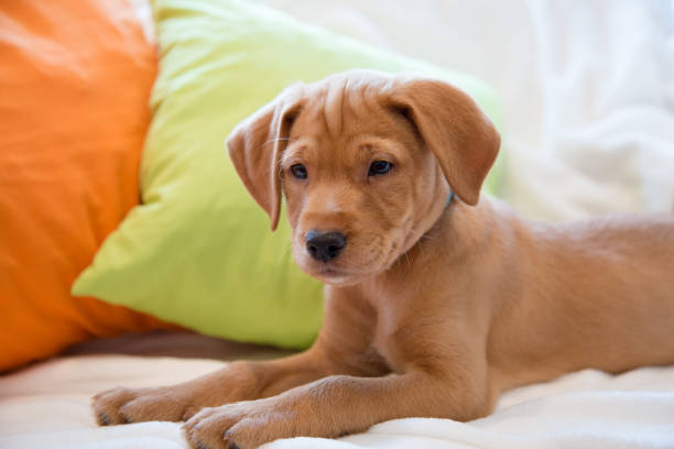 istock Playful puppy is resting on the bed 1308094035