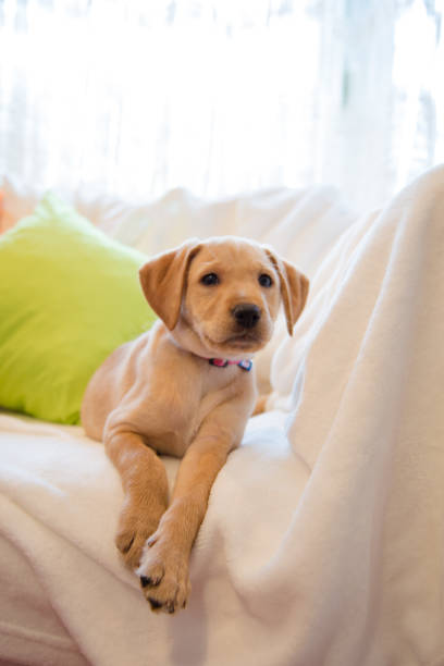 istock Playful puppy is resting on the bed 1308094039