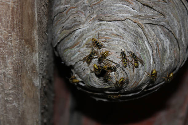 istock wasps nest and wasps on the ceiling 1308095125