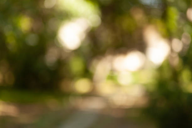 istock The blurred bokeh park background with sunlight 1308096832