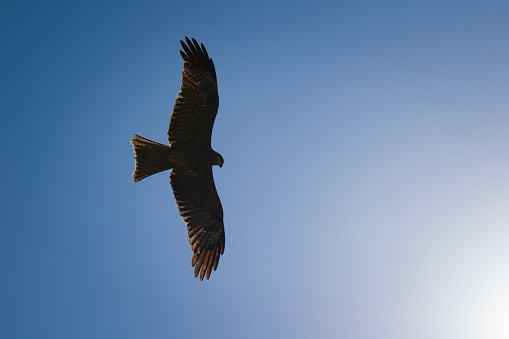 picture of eagle flying under blue sky in India.
