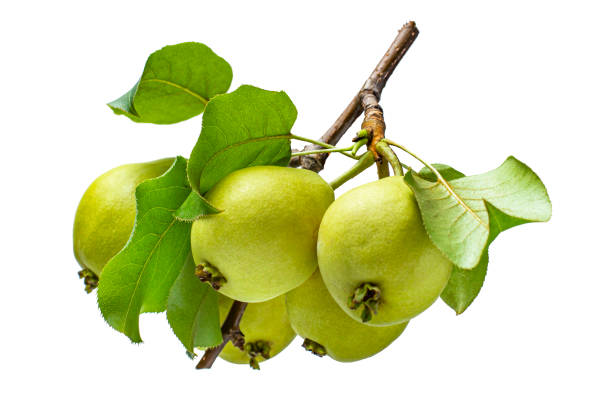 Four Tiny Autumn Pears on White Background, Copy Space