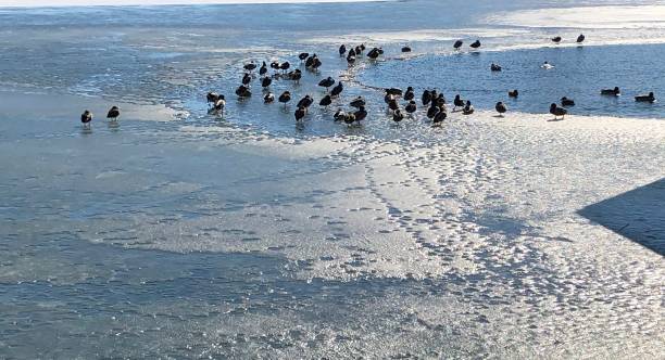 istock Group of Ducks in the Icy Water 1308098824