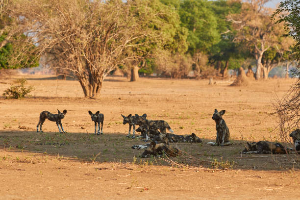 istock Pack of wild dogs in Mana Pools 1308099804