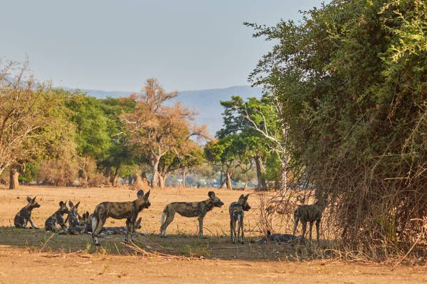 istock Pack of wild dogs in Mana Pools 1308099860