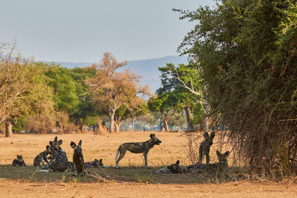 istock Pack of wild dogs in Mana Pools 1308099905