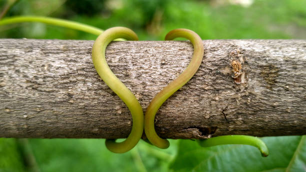 Vine tendril twining around woody branch as support