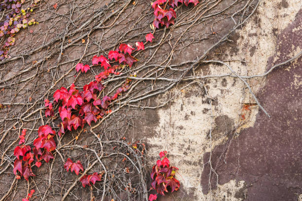 istock ivy on stone wall, abstract grunge background 1308102284