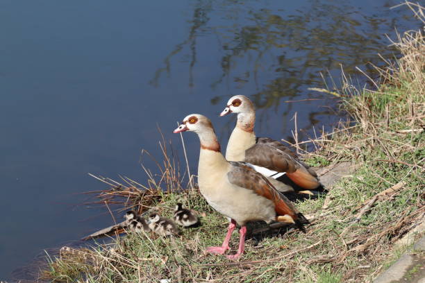 Egyptian goose with three goslings on the riverside.