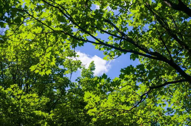 istock Spring landscape - bright green trees with young foliage on a bright warm sunny day in early spring. 1308104507