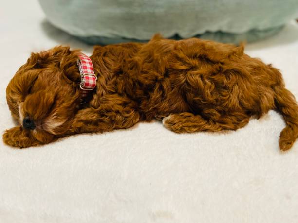 istock Miniature Australian Labradoodle 1308105440