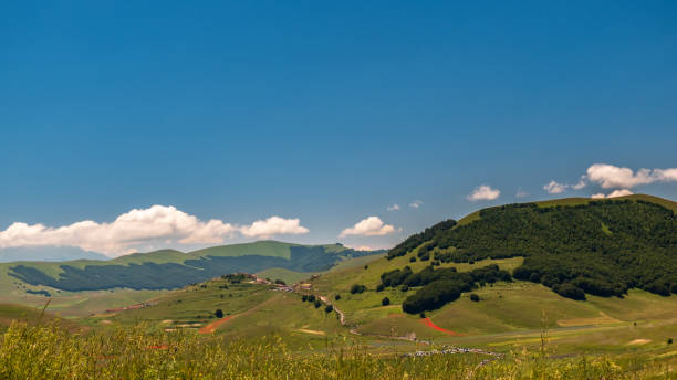 istock Blooming of lentil on Castelluccio di Norcia plain 1308106523