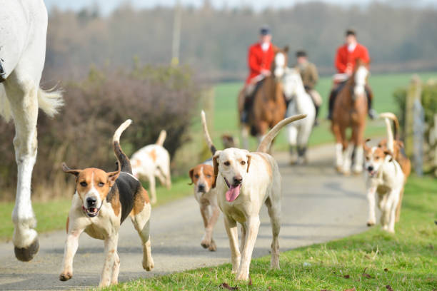 Hounds running by horse as they go out with the hunt. Huntsmen in red follow behind as they enjoy a day hunting in the English countryside. stock photo