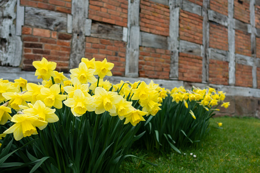 Beautiful daffodils flowering by the side of an old brick and wood building a lovely picture on a spring day.