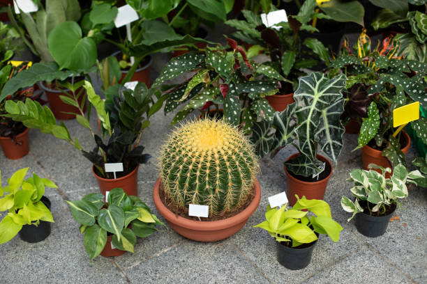 Big cactus in pot. Home gardening concept. Different houseplants and ornamental plants in pots on terrace. Plant care. Composition of home garden on balcony. Zamioculcas, Philodendron, Epipremnum. cactus grandes en maceta. concepto de jardinería en el hogar. diferentes plantas domésticas y plantas ornamentales en macetas en terraza. cuidado de la planta. composición del jardín del hogar en el balcón. zamioculcas, philodendron, epipremnum.
