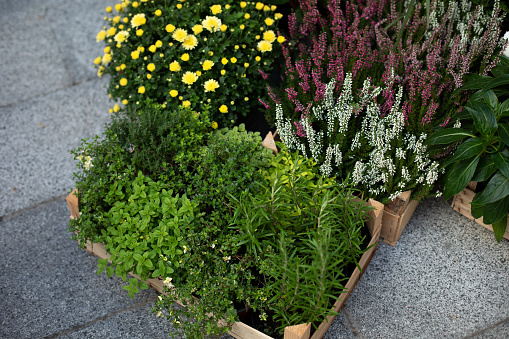 Green herbs - melissa, mint, thyme, rozmarin in pots. Kitchen herb plants in square boxes in garden. Aromatic spices Growing in home. Fresh herbs on balcony garden in pots. Home gardening concept.