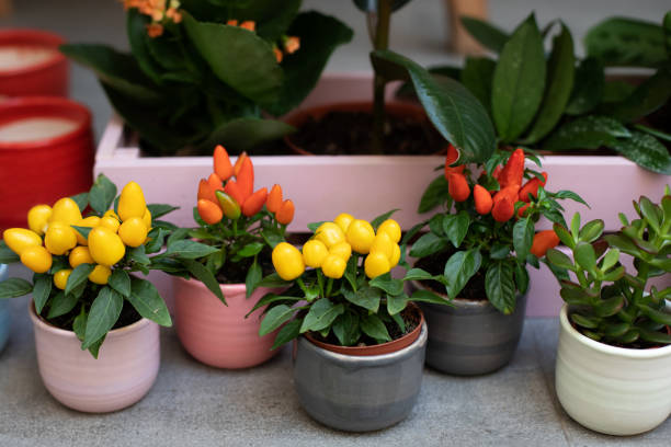 Decorative small colorful jalapeno peppers grow in clay pots in home mini garden. Ripe chili on branch of bush. Home gardening concept. Different chili pepper plants with yellow, red and orange fruits pequeños y decorativos pimientos jalapeños de colores crecen en ollas de barro en mini jardín casero. chile maduro en rama de arbusto. concepto de jardinería en el hogar. diferentes plantas de chile con frutas amarillas, rojas y naranjas