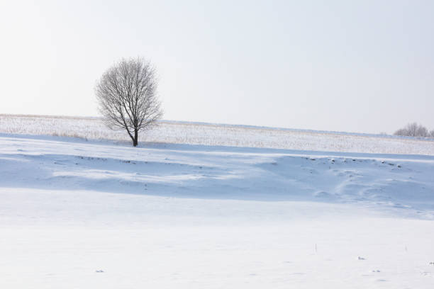 istock single tree in winter landscape with snow 1308106851