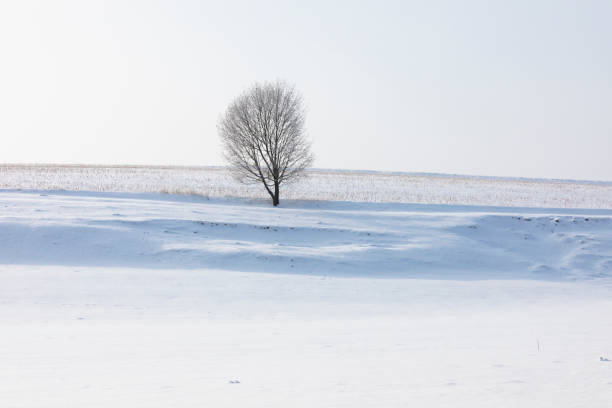 istock single tree in winter landscape with snow 1308106901