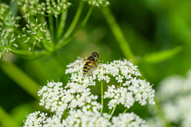 quere blume fliegen auf boden elder blumen - hoverfly nature white yellow stock-fotos und bilder