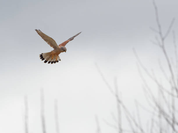 ein turmfalke (falco tinnunculus), der mit einer wühlmaus (microtus agrestis) in seinen talonen wegfliegt - kestrel hawk beak falcon stock-fotos und bilder